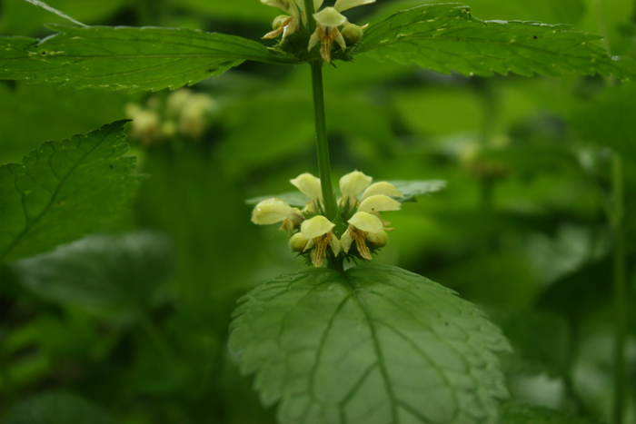 Lamium galeobdolon